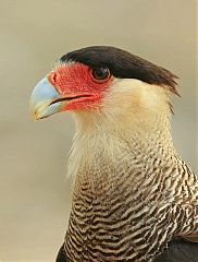 Southern Caracara